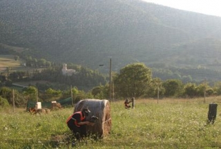  Le champ entouré de nature 